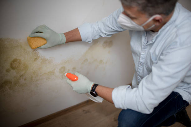 Best Attic Mold Remediation in Bayou Cane, LA